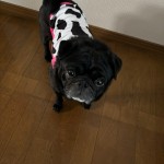 モコちゃん