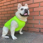 アポロくん