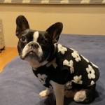 FULLちゃん