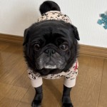 モコちゃん