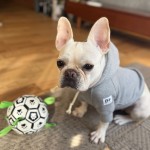 ぎょうざちゃん