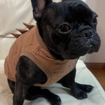 エリザベスちゃん